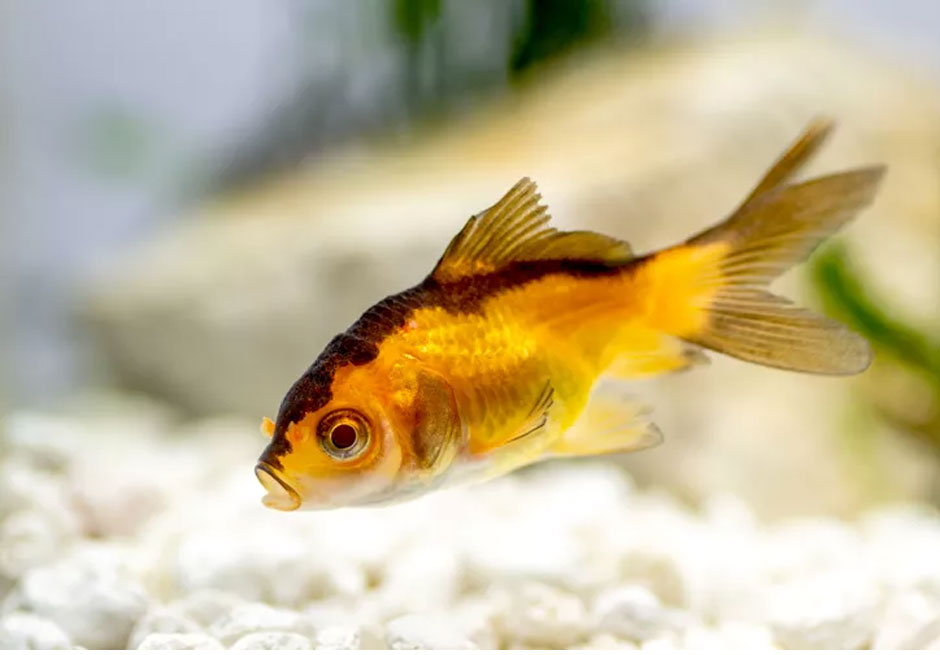 Inviting Wealth and Abundance with The Golden Fish in Feng Shui